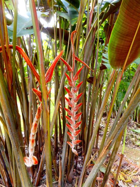 istock heliconia flower plant 1333658175