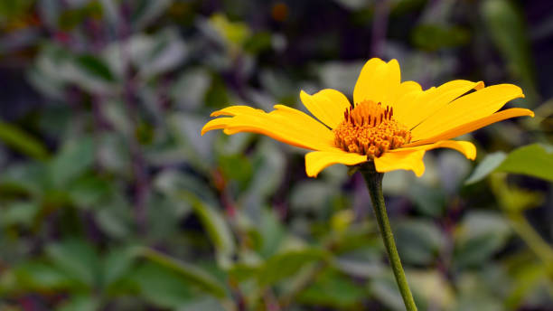 istock Yellow Oxeye Sunflower 1333658249