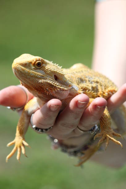istock Pogana Bearded Dragon Reptile Lizard Iguana 1333659995