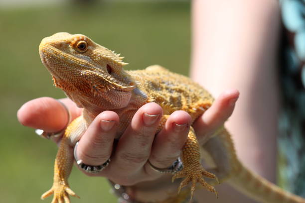 Pogana Bearded Dragon Reptile Lizard Iguana Holding a Pogana Bearded Dragon Reptile Lizard Iguana pet. squamata stock pictures, royalty-free photos & images