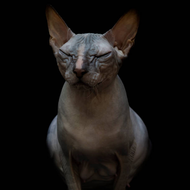 istock Bald, naked Donskoy or Canadian Sphinx. 1333661701