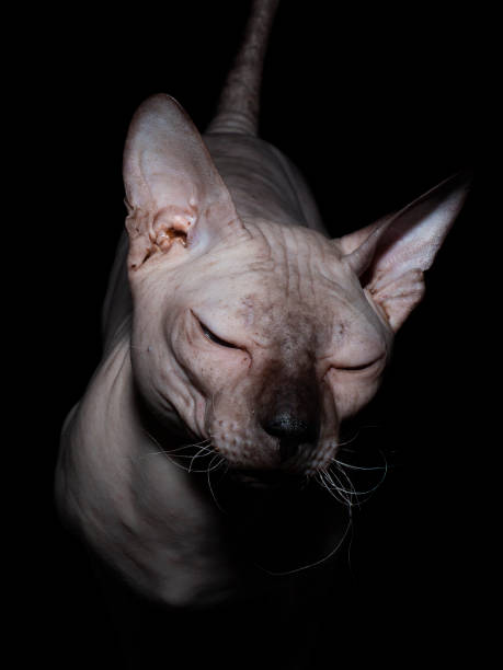 istock Bald, naked Donskoy or Canadian Sphinx. 1333661702