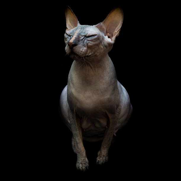 istock Bald, naked Donskoy or Canadian Sphinx. 1333661711