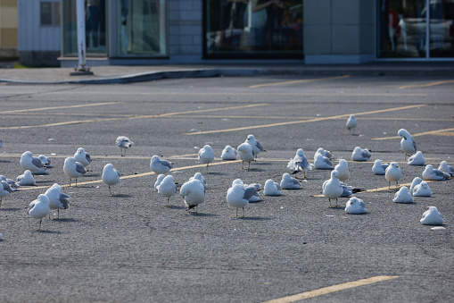 A flock of ring-billed seagulls (Larus delawarensis) has gathered in the empty parking lot of a shopping plaza.