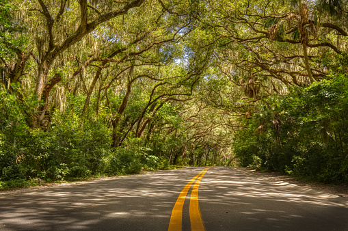 A two lane road beneath a canopy of live oak trees at Phillipe Park in Safety Harbor, FL.