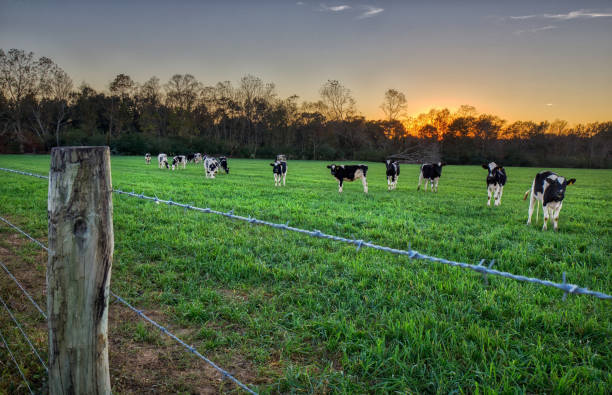 istock Sunset Cows in Pasture Wide 1333666303