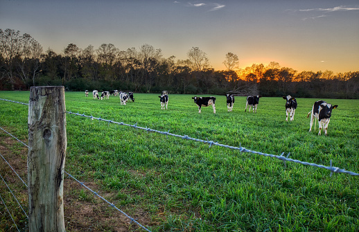 Black and white cows grazing behind a barbed wire fence at sunset along a road in southern Alabama.