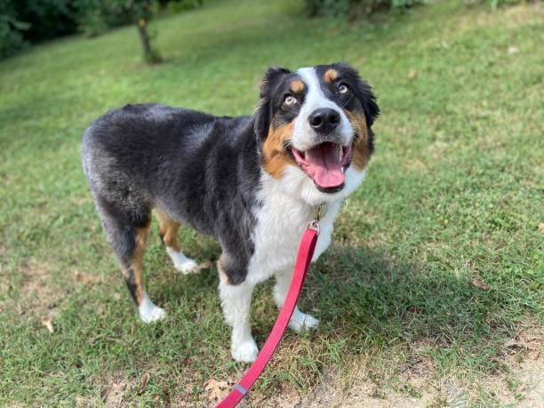 istock Happy Australian Shepherd on a walk 1333670945