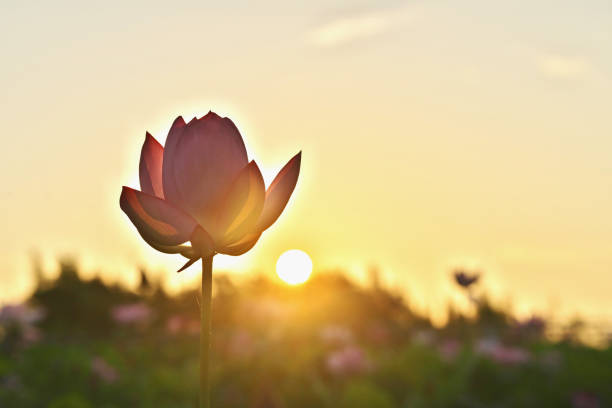Morning sun and lotus flower\nSunrise and Lotus Flowers