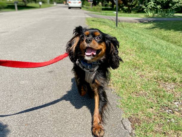 istock Happy Cavalier King Charles Spaniel on a walk 1333671628