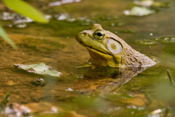 istock Male bullfrog in the water 1333673655