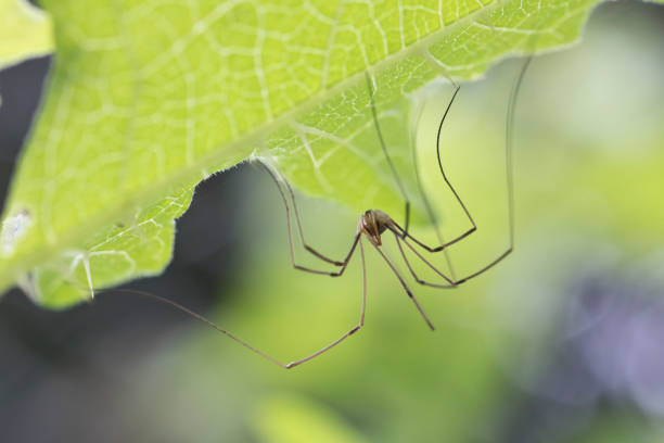 Macrophotography of a daddy long legs spider under a leaf in the garden.