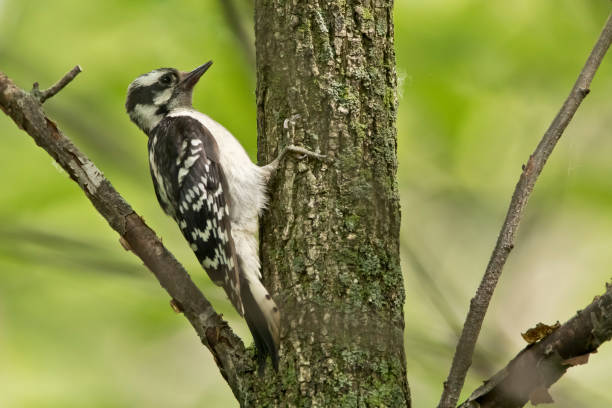istock Female downy woodpecker in tree 1333673702
