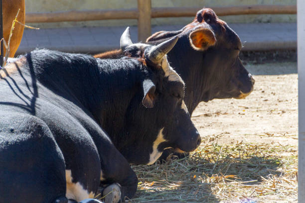 istock ox and cow lying in the sun on a farm 1333676965