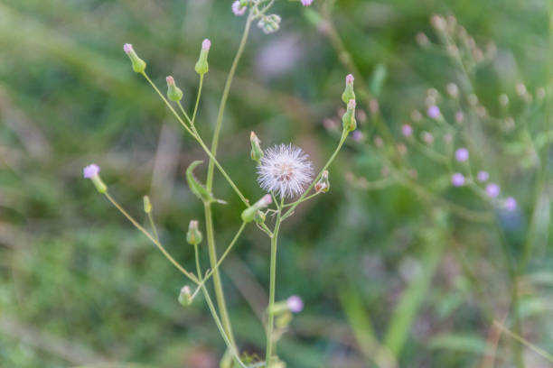 istock plant known as dandelion 1333676972