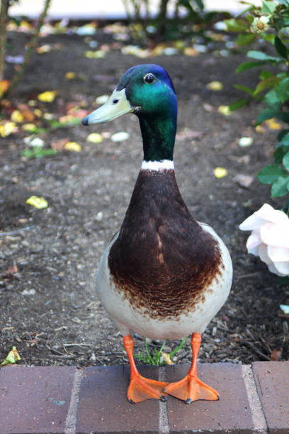 duck standing - webbed foot imagens e fotografias de stock