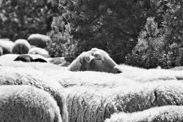 istock The only sheep that's looking up. 1333680454