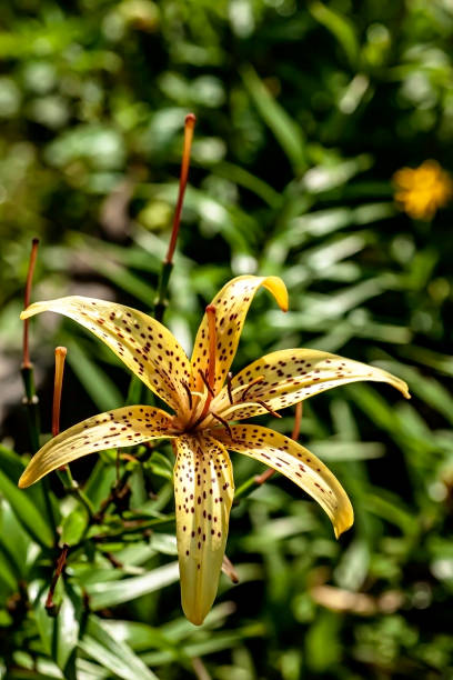 istock bright delicate yellow tiger lily in the garden 1333680512