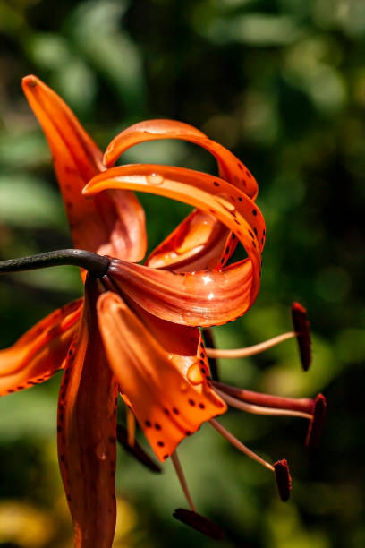 istock bright delicate orange tiger lily in the garden 1333680516