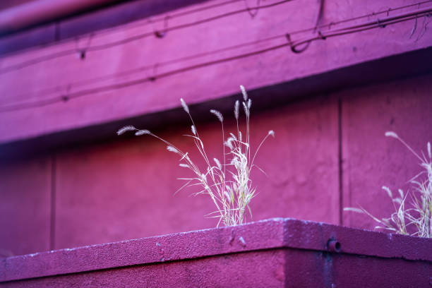 Autumn Pennisetum on Pink Violet Background