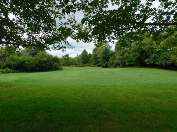 istock Open field in the country 1333681530