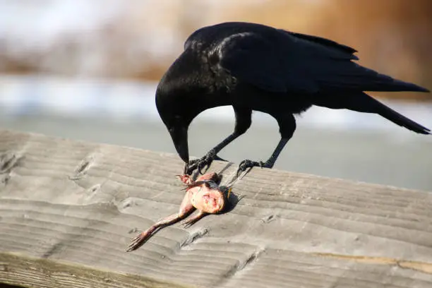 A crow eating a frozen frog while perched on a fence railing