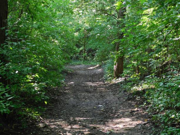 istock Walk in the woods during summer 1333682194