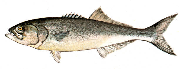 Fish -  New York 1897
