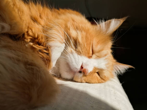 The cat is sleeping. Sleep and morning concept
