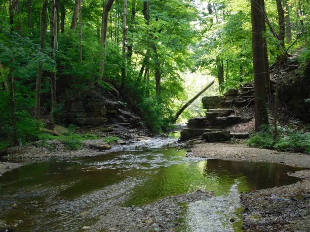 istock Creek in the woods 1333682422