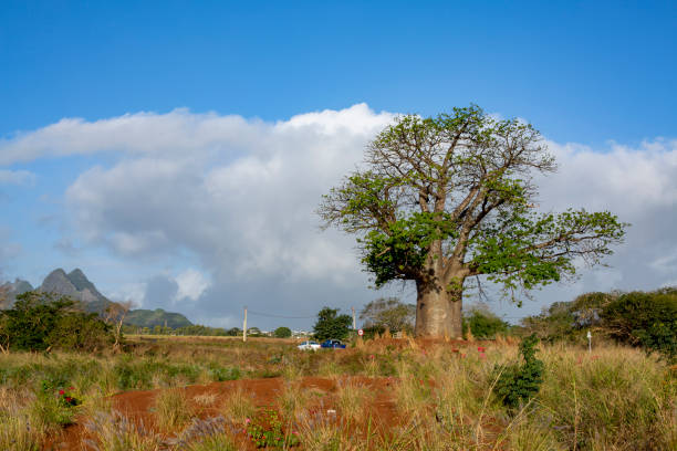 istock Baobab plant against blue cloudy sky 1333683236