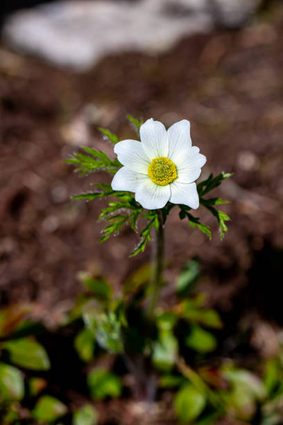 Pulsatilla alpina plant in mountains, macro