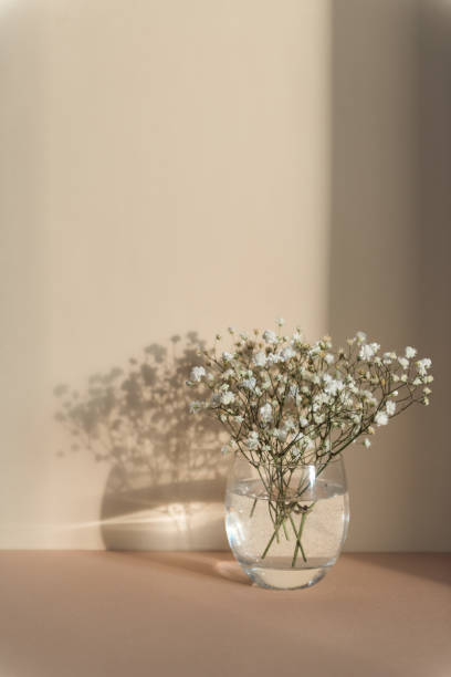 istock gypsophila flowers 1333686006