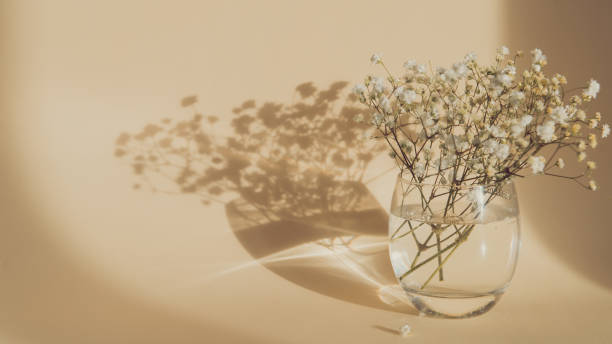 istock gypsophila flowers 1333686059