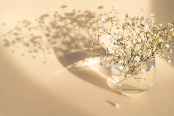 istock gypsophila flowers 1333686062