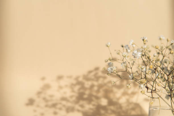 istock gypsophila flowers 1333686063