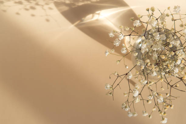 istock gypsophila flowers 1333686065
