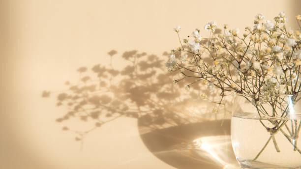 istock gypsophila flowers 1333686072