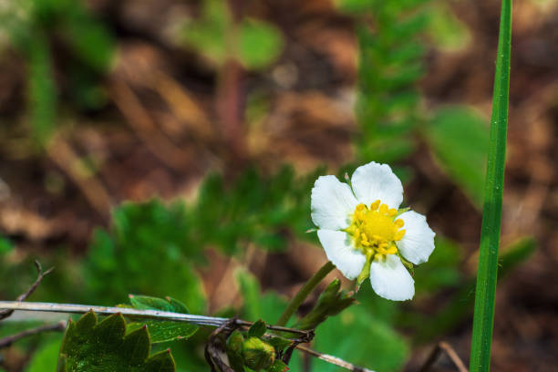 White wild strawberry blossom in the woods in Finland