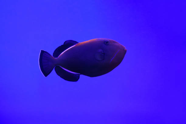 Red-toothed triggerfish fish in a marine aquarium on a blue background (Odonus nige). Marine and ocean background Red-toothed triggerfish fish in a marine aquarium on a blue background (Odonus nige). Marine and ocean background indian triggerfish or melichthys indicus stock pictures, royalty-free photos & images
