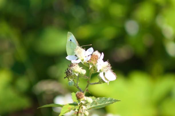 istock White butterfly on elmleaf blackberry in bloom close-up view with selective focus 1333691245