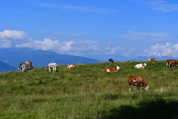 istock Cows on a meadow and behind beautiful landscape in Southtyrol 1333692948