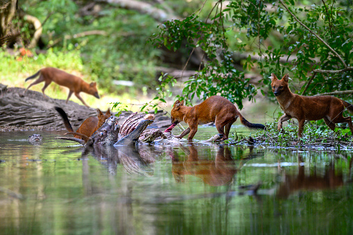 Dhole, Asian Wild Dog in the forest