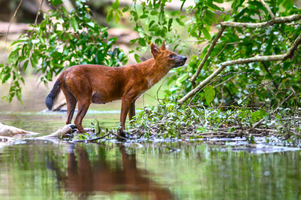 istock Dhole, Asian Wild Dog in the forest 1333693086