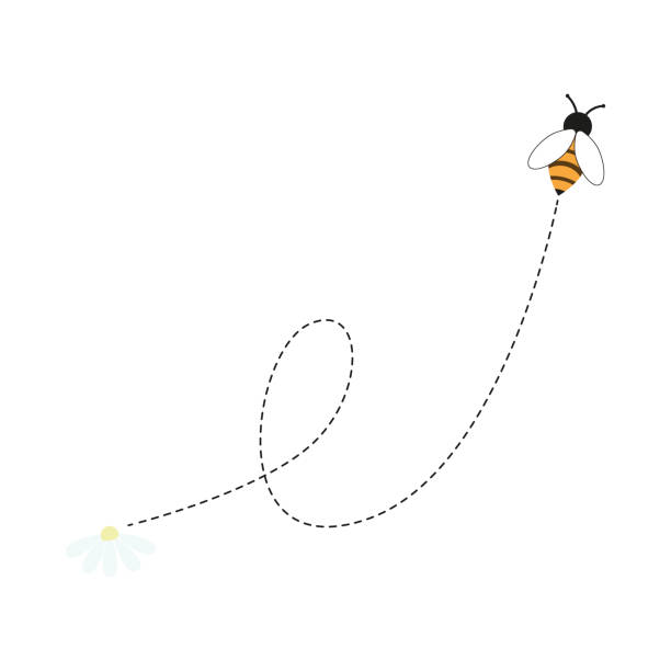 flug einer bienen oder einer ente. insektenbahn flugbahn flugbahn mit gepunkteter linie, schleife und blume. bienenpfad mit schlinge, sammeln von nektar, honig oder pollen, apiologisches studienkonzept. vektor-illustration - pollenflug stock-grafiken, -clipart, -cartoons und -symbole