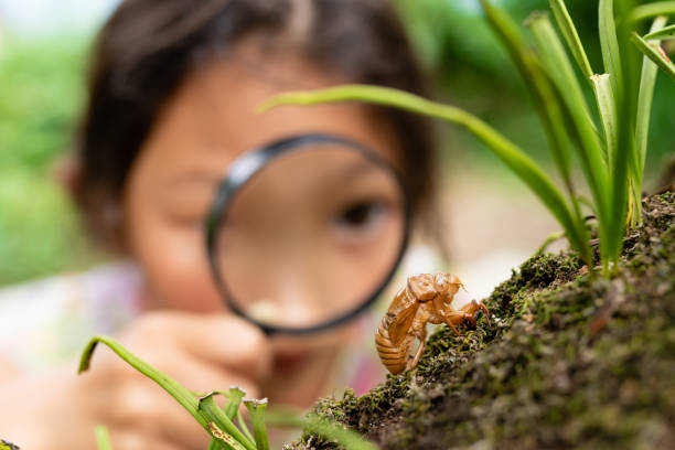 istock A girl looks at a cicada shell with a magnifying glass 1333693880