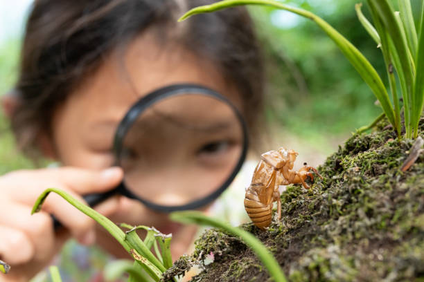 istock A girl looks at a cicada shell with a magnifying glass 1333693895