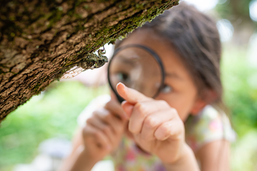Girl looks at cicadas with magnifying glass