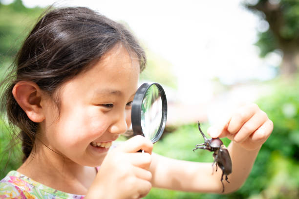 istock Girl sees a beetle with a magnifying glass 1333693972