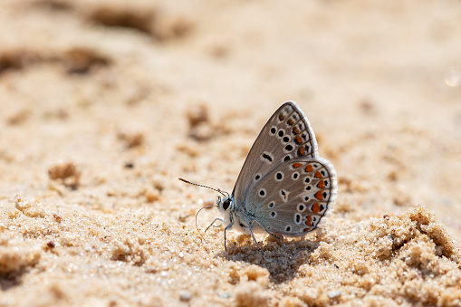 Common blue butterfly (Polyommatus icarus) on the sand